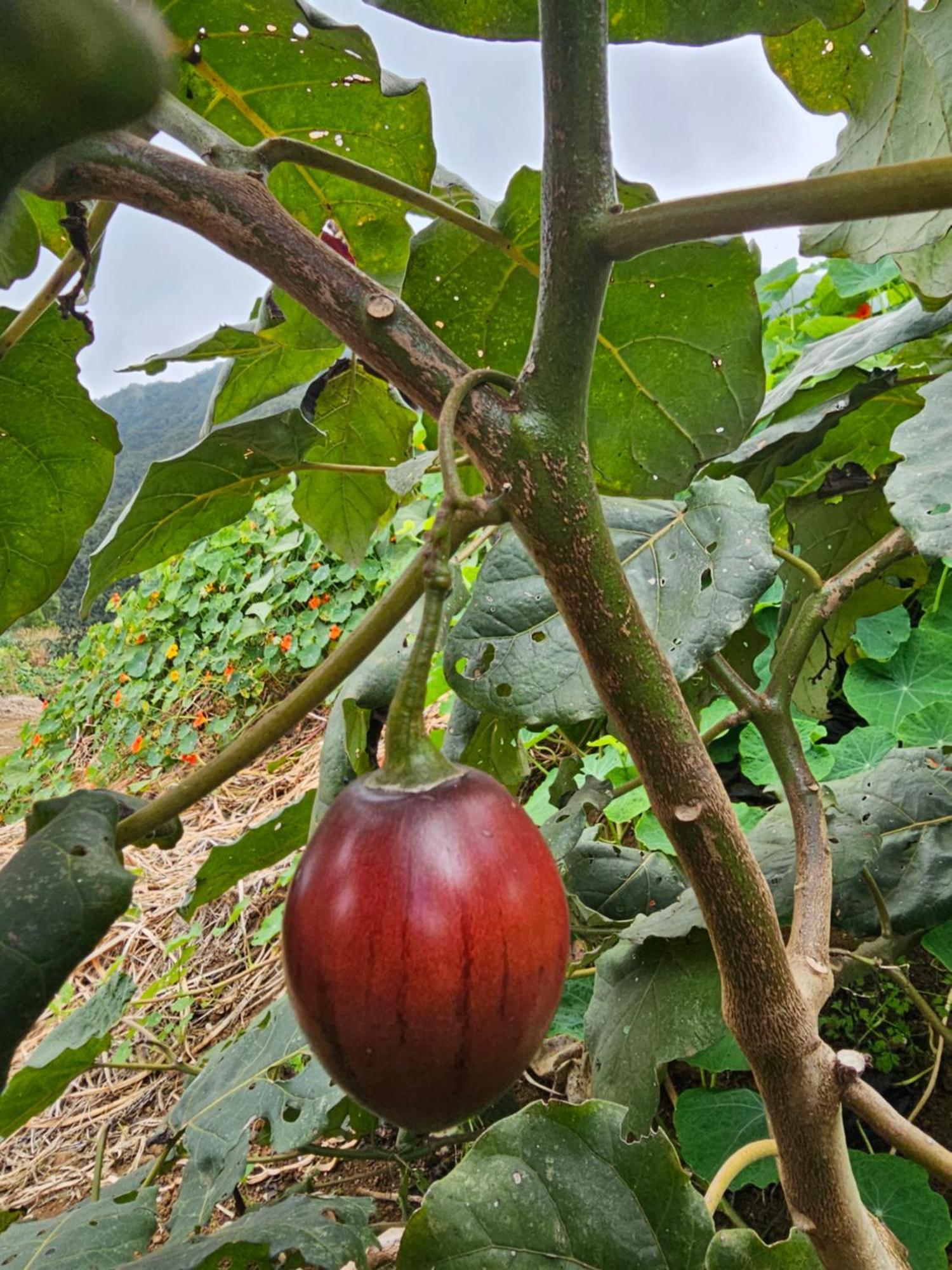 Au Coeur Des Plantations La Possession Exterior foto